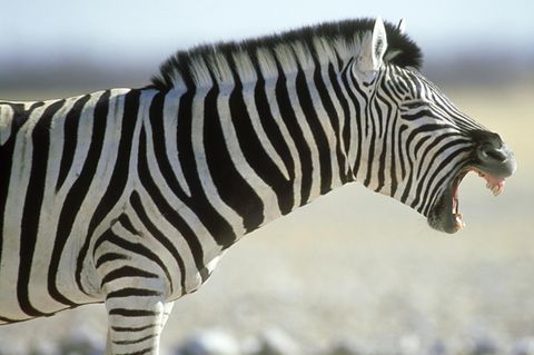 Ein gähnendes Zebra