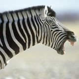 Ein gähnendes Zebra