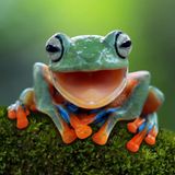 Ein gähnender Frosch