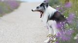 Ein gähnender Hund