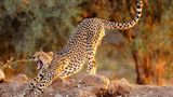 Ein gähnender Gepard