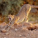 Ein gähnender Gepard