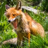 Ein gähnender Fuchs