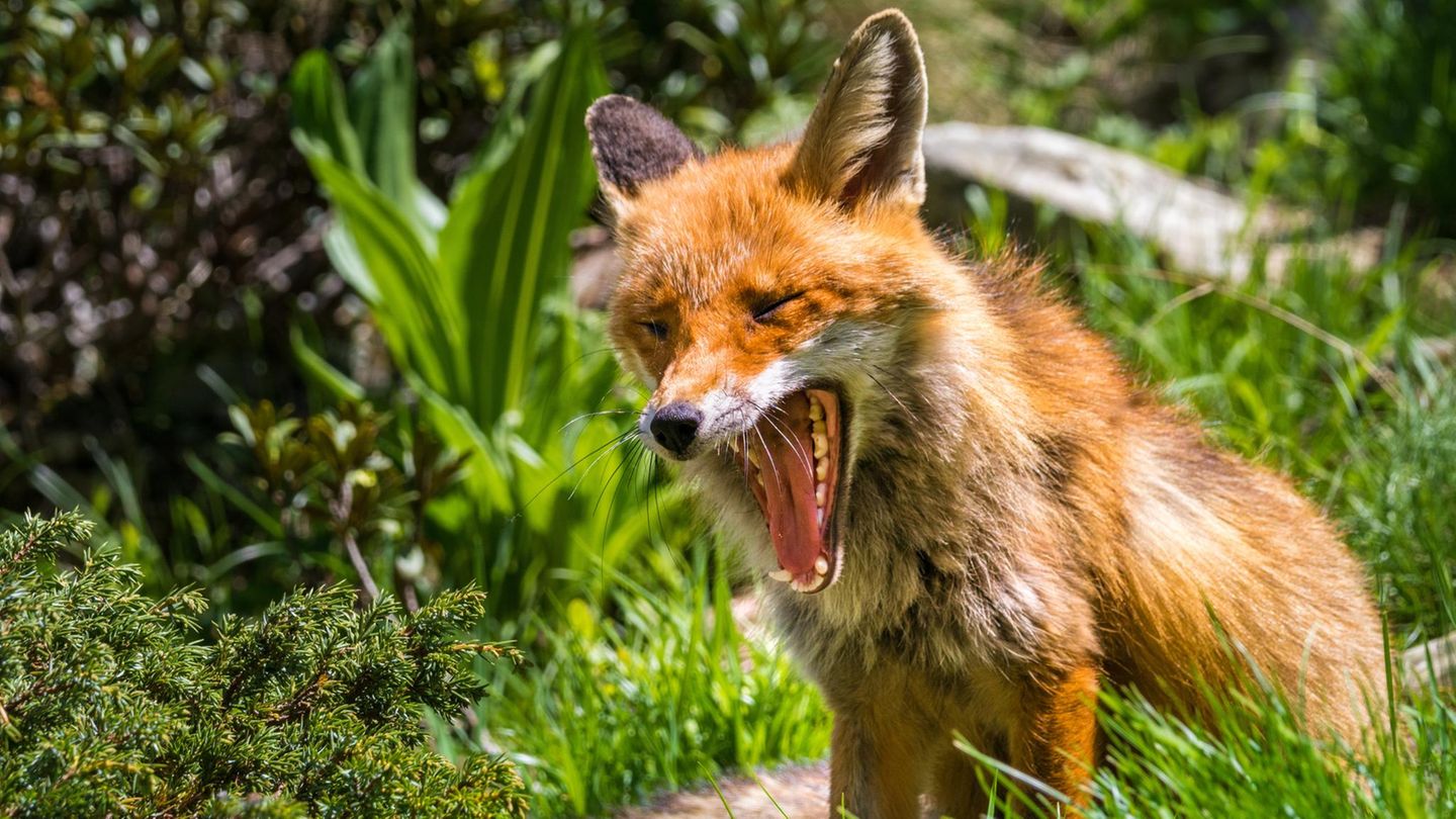 Ein gähnender Fuchs