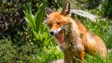 Ein gähnender Fuchs