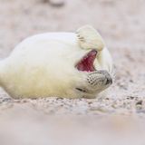 Eine gähnende Robbe