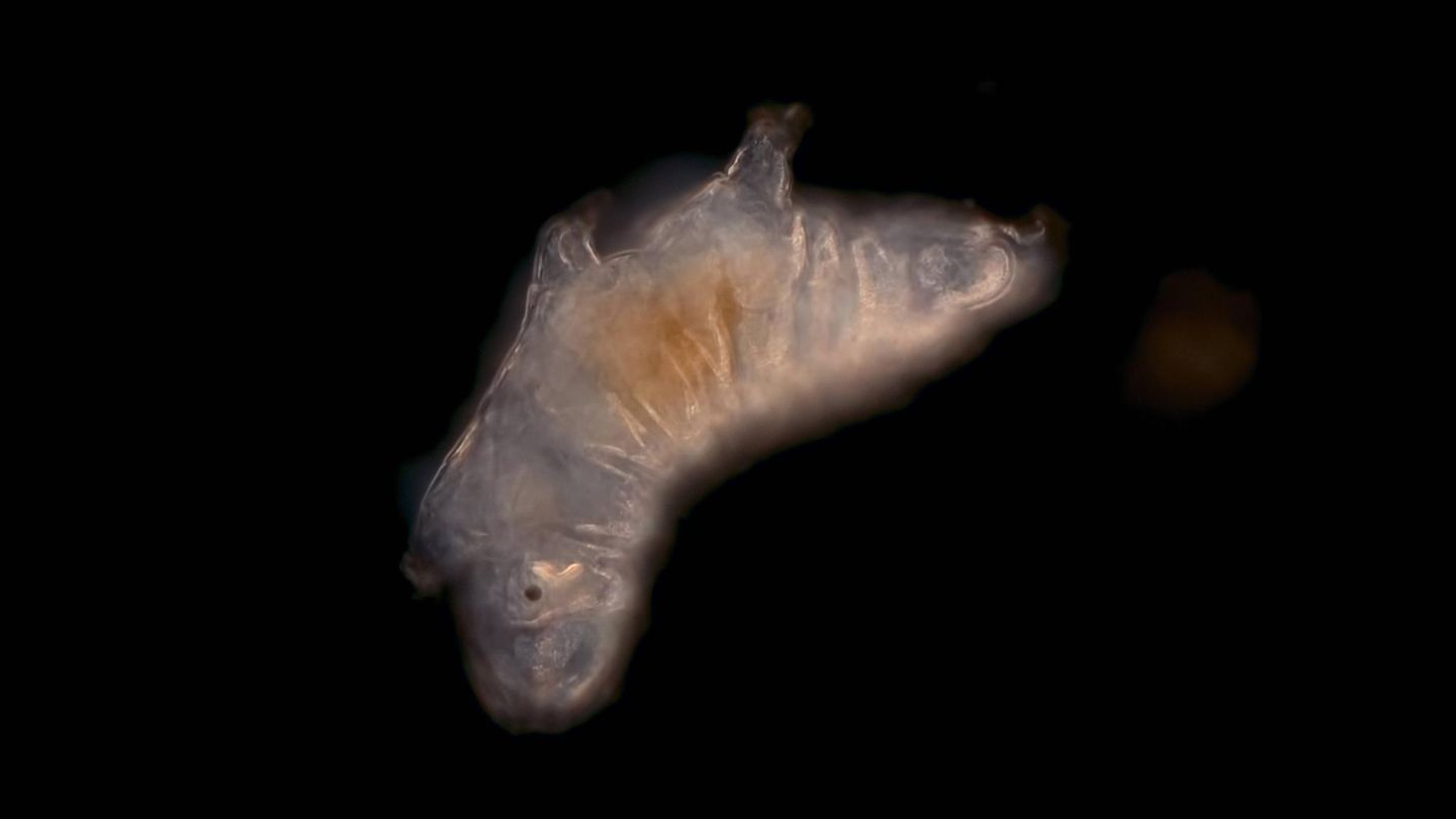 Kaum Wasser nötig: Bärtierchen kommen Jahrzehnte ohne Wasser aus Kaum Wasser nötig: Bärtierchen kommen Jahrzehnte ohne Wasser aus