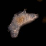 Kaum Wasser nötig: Bärtierchen kommen Jahrzehnte ohne Wasser aus