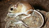 Gut bei Hitze: Känguru-Ratte