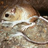 Gut bei Hitze: Känguru-Ratte