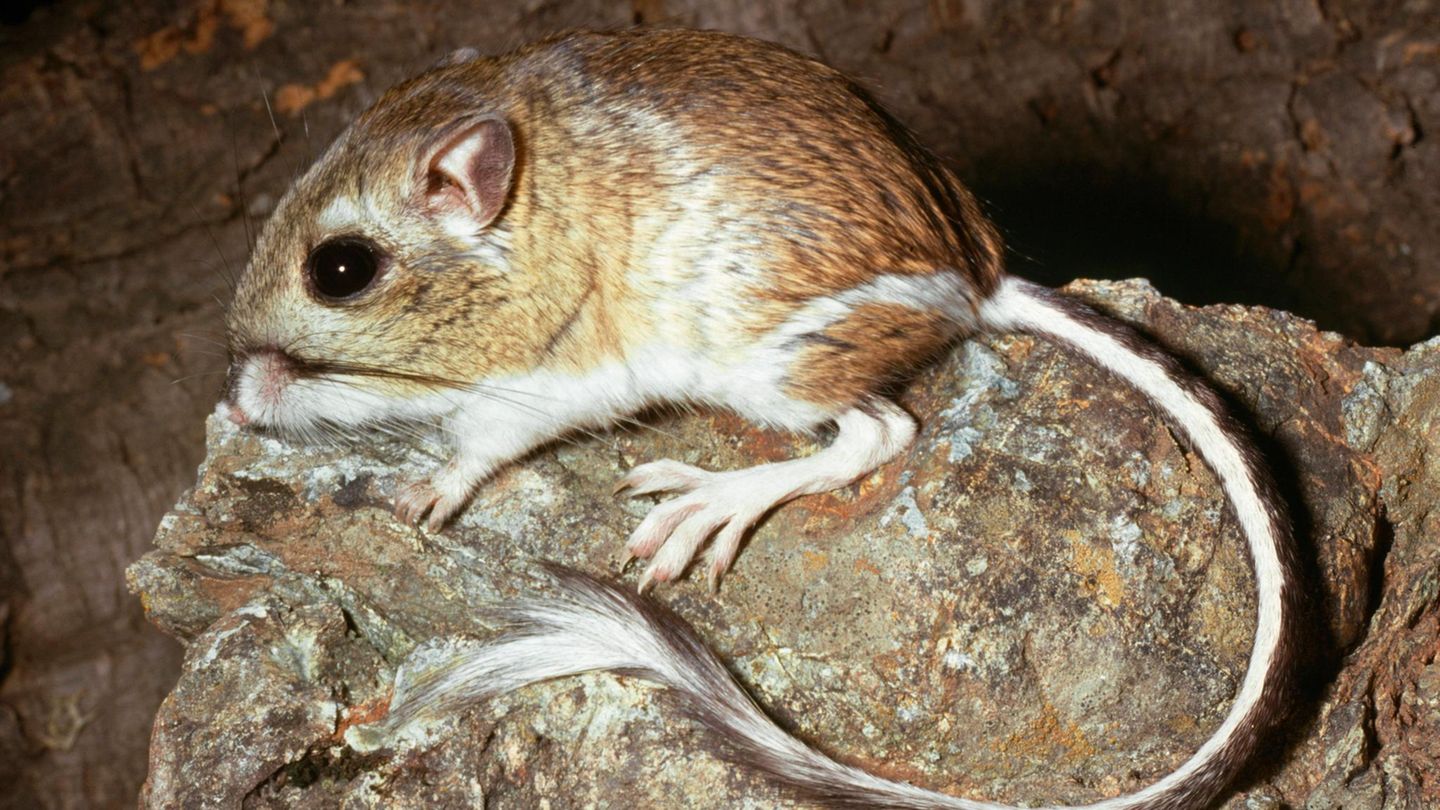 Gut bei Hitze: Känguru-Ratte