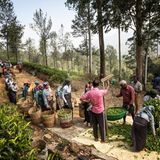 Pflücker mit Körben auf einer Plantage