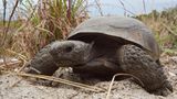 Gut bei Hitze: Kalifornische Gopherschildkröte