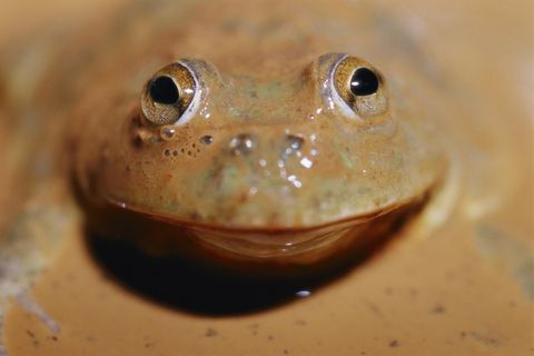 hei-hei-baby-diese-tiere-sind-echte-hitze-profis-stern-de