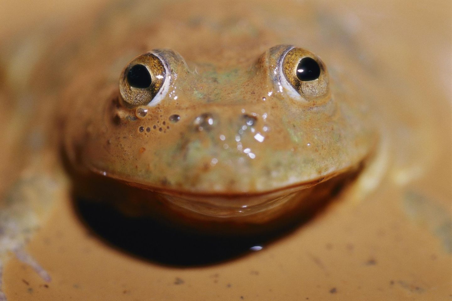 Wasserreservoirfrosch Gut bei Hitze: Wasserreservoirfrosch