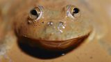Gut bei Hitze: Wasserreservoirfrosch