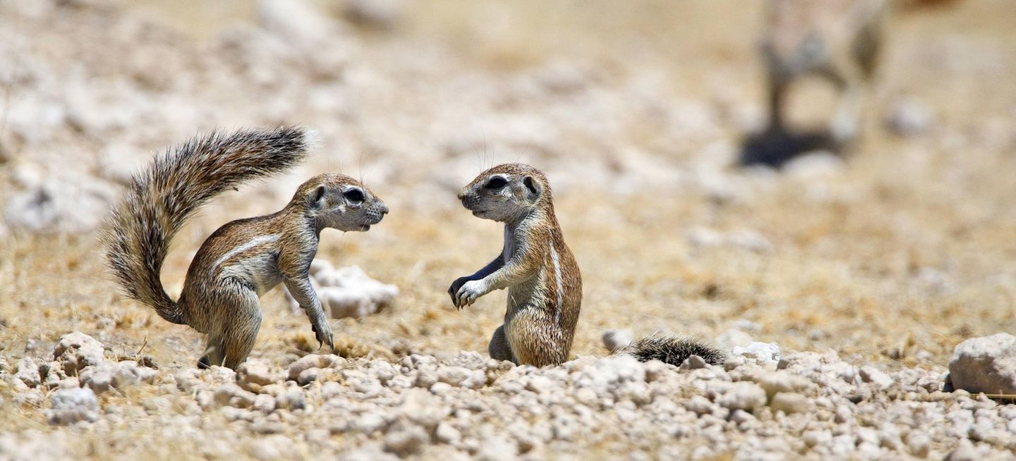 Borstenhörnchen Gut bei Hitze: Borstenhörnchen