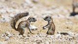 Gut bei Hitze: Borstenhörnchen