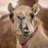 Gut bei Hitze: Kamel