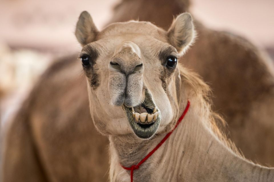 hei-hei-baby-diese-tiere-sind-echte-hitze-profis-stern-de