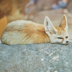 Gut bei Hitze: Wüstenfuchs