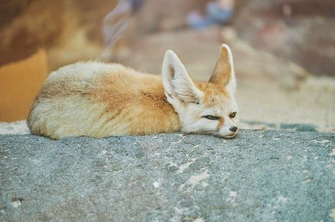 Gut bei Hitze: Wüstenfuchs