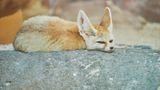 Gut bei Hitze: Wüstenfuchs