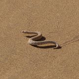 Gut bei Hitze: Seitenwinder-Klapperschlange