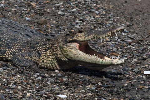 Krokodil in Indonesien
