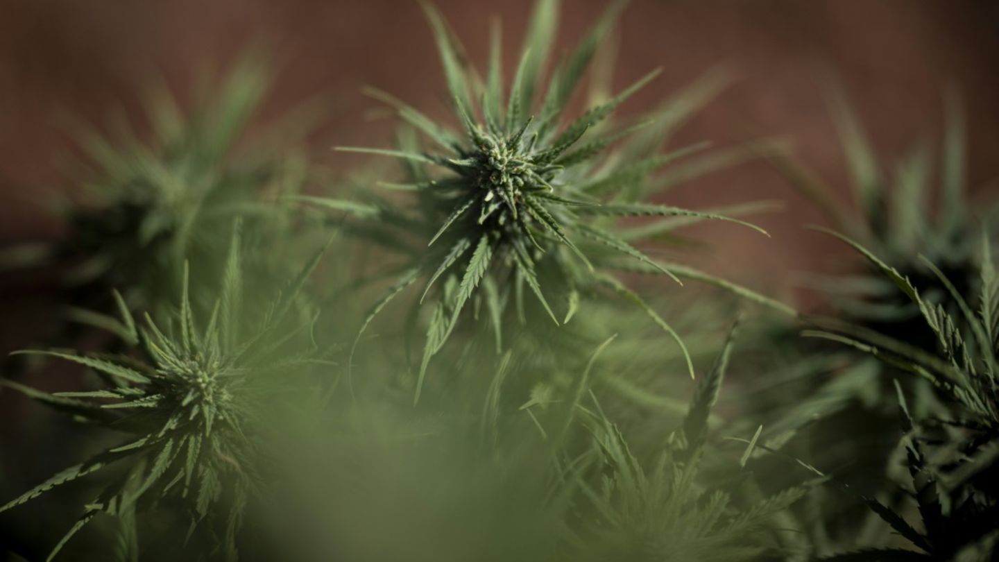 Cannabispflanze