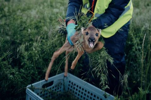 Mitarbeiter des Vereins Rehkitzrettung Brandenburg fängt Rehkitz in einem Feld
