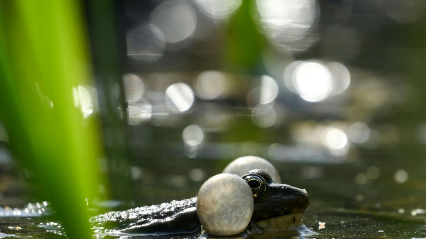 Frosch