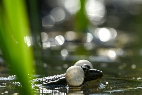 Frosch