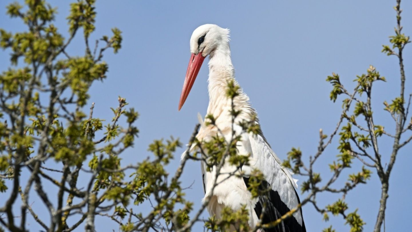 Storch in Baden-Württemberg
