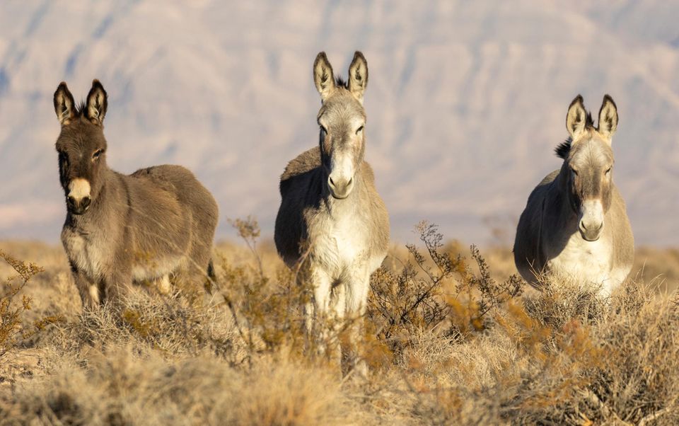 hei-hei-baby-diese-tiere-sind-echte-hitze-profis-stern-de