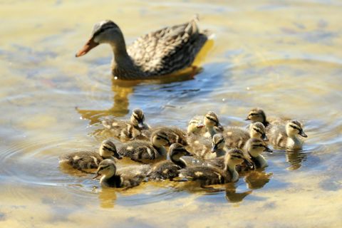 Ente mit Küken