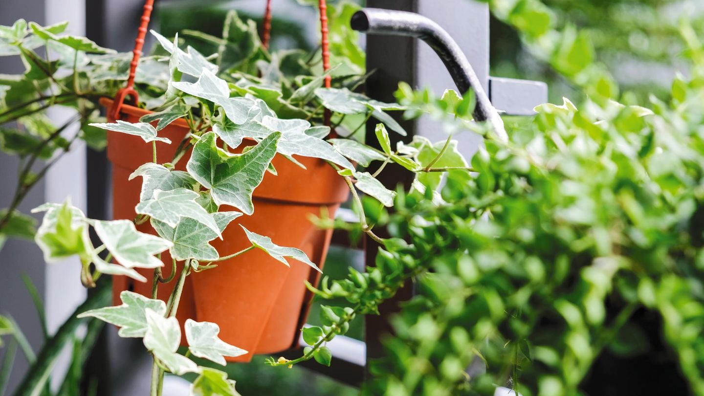 Evergreen balkon bitkileri – gölgeli kurabiyeler için bahçe arkadaşı