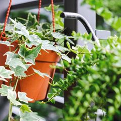 Immergrüne Balkonpflanzen: Efeu in einem Hängetopf auf dem Balkon