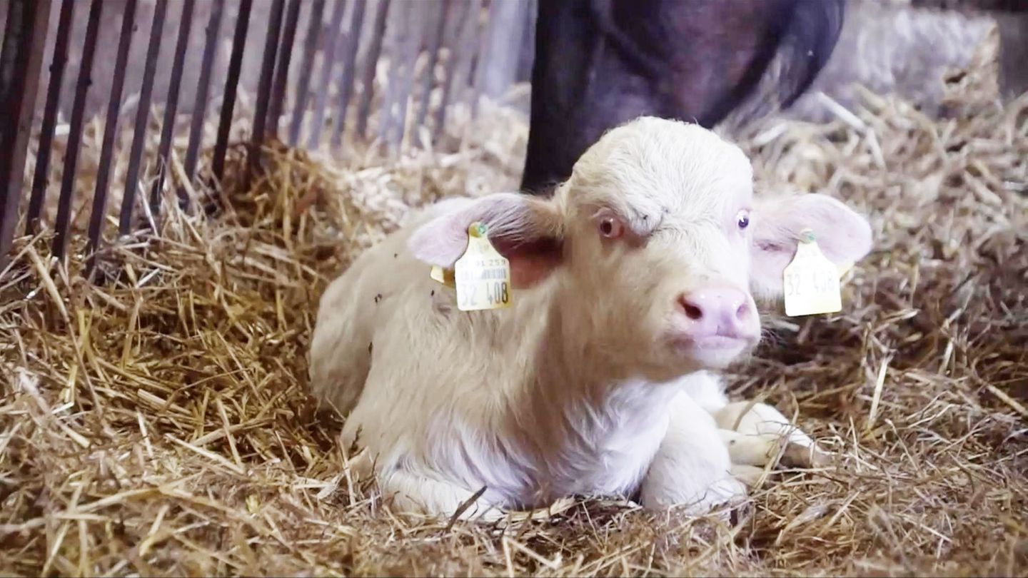 Extrem-selten-Mitten-in-Schleswig-Holstein-Albino-Wasserb-ffel-ist-echte-Tiersensation
