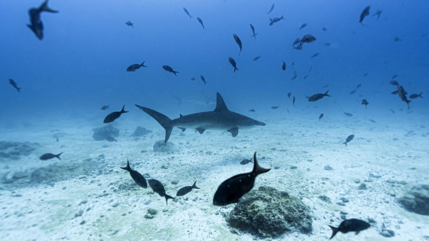Haie und andere Fische