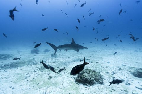 Haie und andere Fische