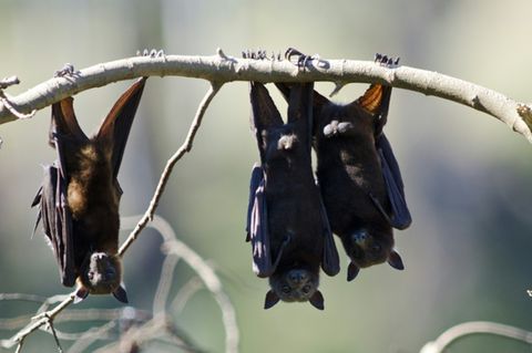 Fledermäuse können das Lyssavirus übertragen