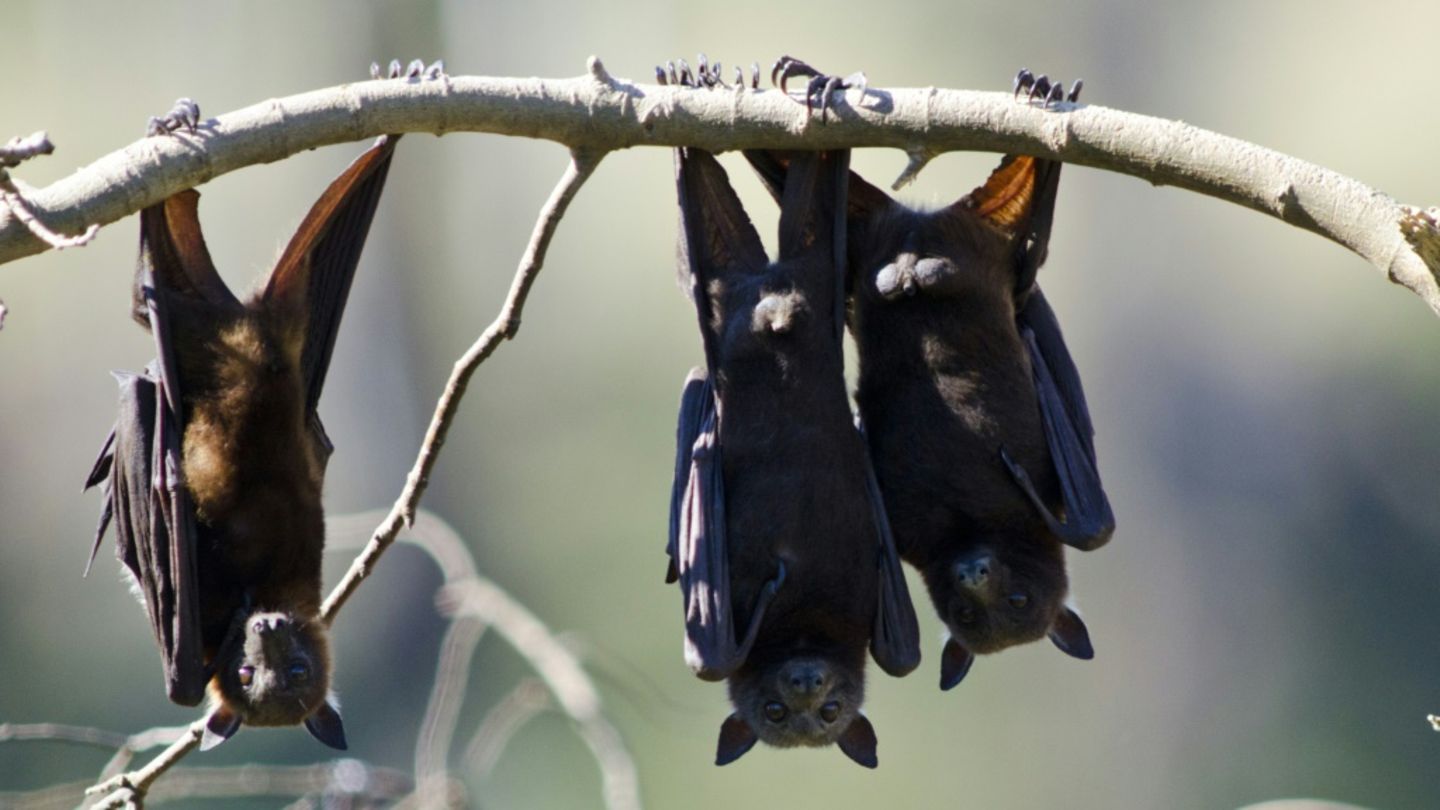Fledermäuse können das Lyssavirus übertragen