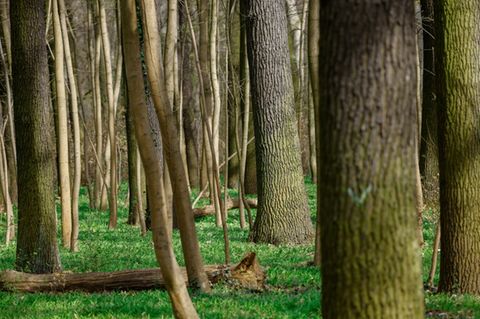 Bäume in Wald