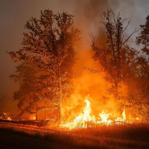 Waldbrand Feuer in einem Wald bei Wülknitz