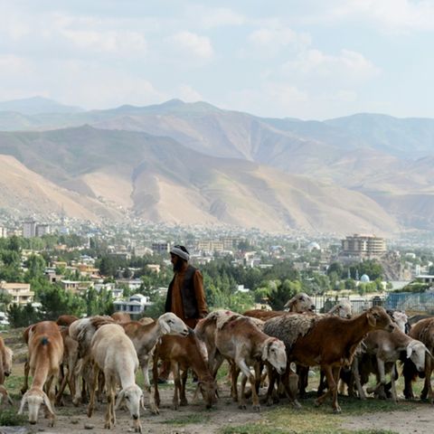 Shepherd in Afghanistan