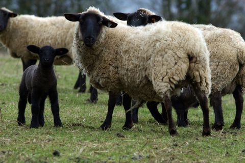 Suffolk-Schafe auf Weide