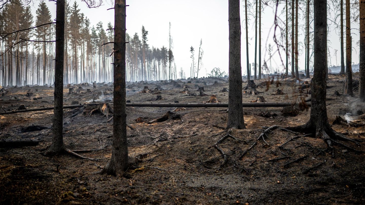 Feuer-im-Forst-Gr-ter-Waldbrand-seit-Jahren-Feuer-noch-nicht-gestoppt