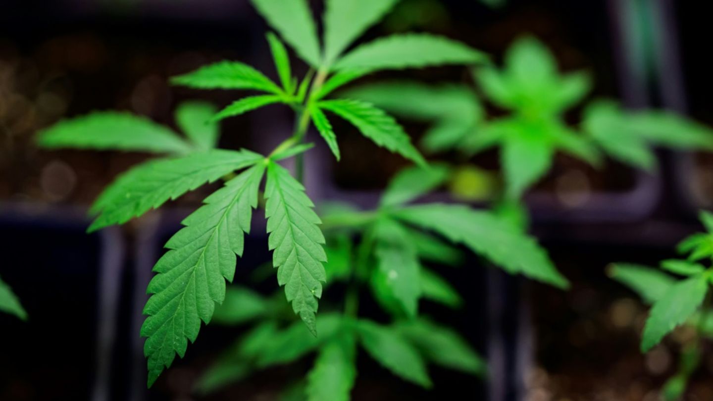 Cannabispflanze