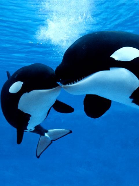 Orcas küssen sich
